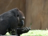 20090502 SanDiegoWildlifePark43.jpg